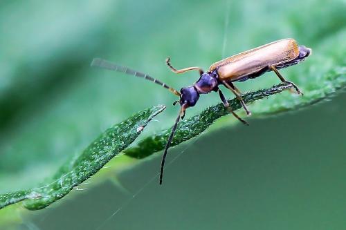 Rhagonycha nigriventris